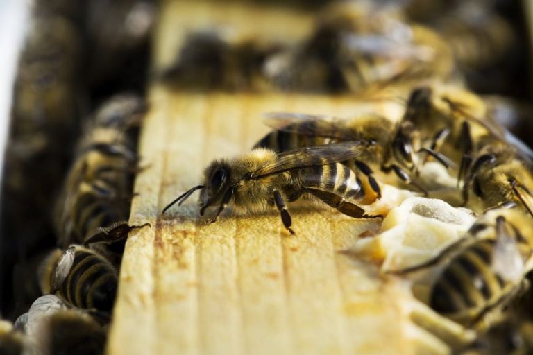 Varroa-Alarm
